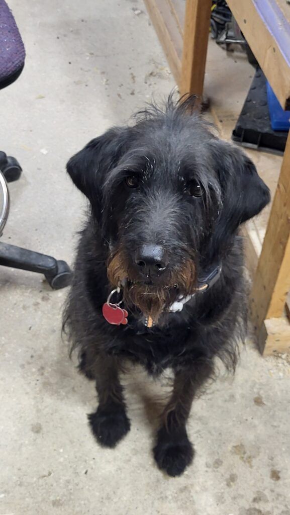 Shop Dog Willow